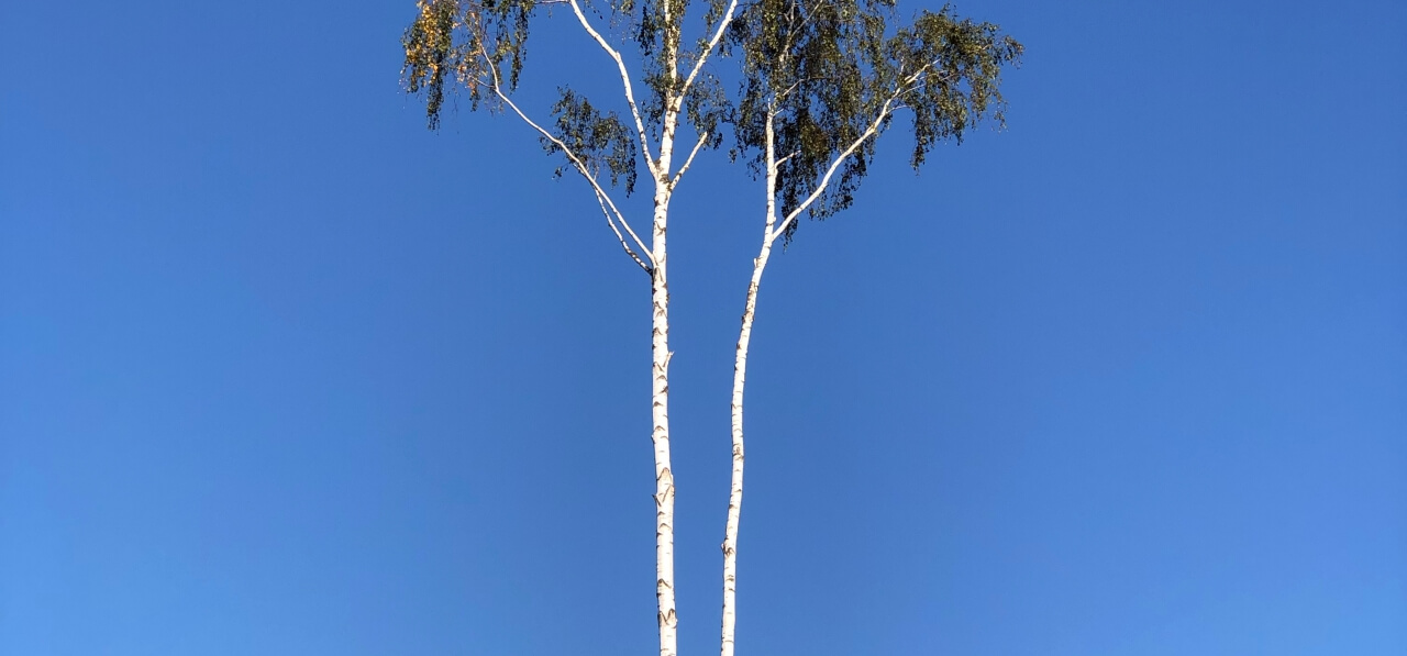 Is Birch Tree Good for Log House Construction? Baltic Wood Houses