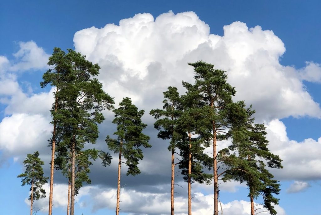 Trees for log home